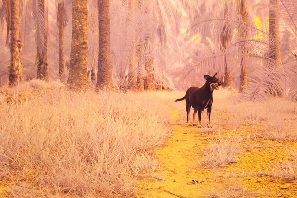 Çiftlikteki Başıboş Köpeğin Kızılötesi Görüntüsü — Stok fotoğraf