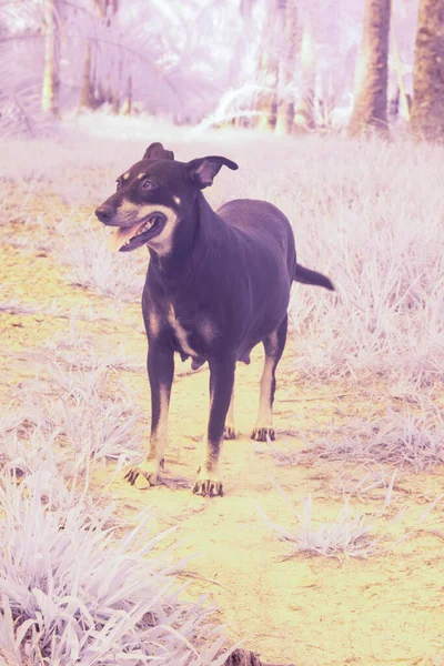Инфракрасное Изображение Бродячей Собаки Ферме — стоковое фото