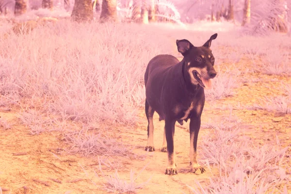 Infravörös Kép Kóbor Kutyáról Farmon — Stock Fotó
