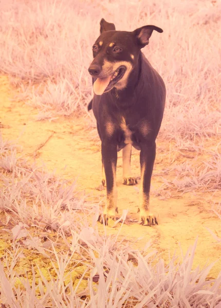 Infrared Image Stray Dog Farm — Stock Photo, Image