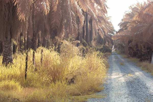 stock image infrared image of the rural road along the oil palm farm