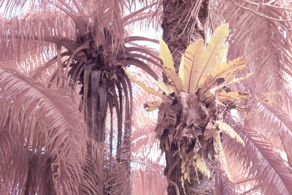 Инфракрасное Изображение Папоротников Птичьего Гнезда Растущих Пальмы — стоковое фото