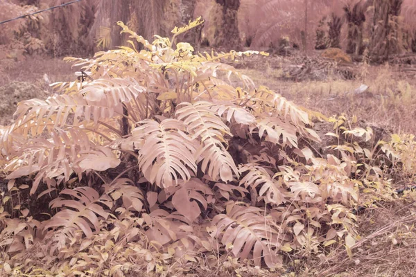 Υπέρυθρη Εικόνα Του Φυτού Άγριων Ερπετών Monstera — Φωτογραφία Αρχείου
