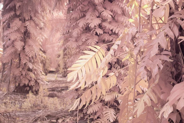 Инфракрасное Изображение Дикого Ползучего Монстра — стоковое фото