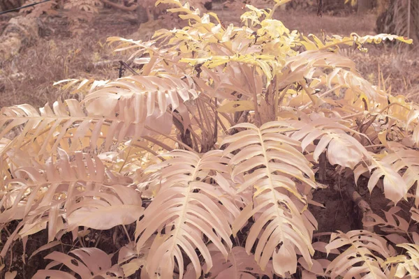 Υπέρυθρη Εικόνα Του Φυτού Άγριων Ερπετών Monstera — Φωτογραφία Αρχείου