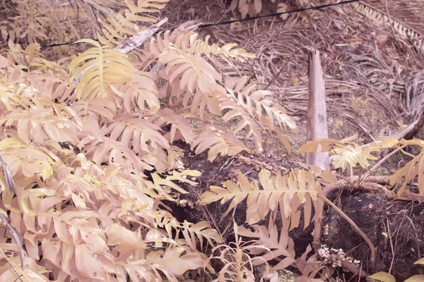 Інфрачервоне Зображення Дикої Повзучої Рослини Монстрів — стокове фото