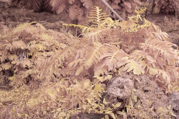 Yabani Sürünen Canavar Bitkisinin Kızılötesi Görüntüsü — Stok fotoğraf