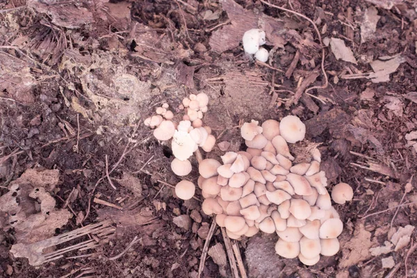 Imagem Infravermelha Dos Cogumelos Selvagens Não Comestíveis — Fotografia de Stock