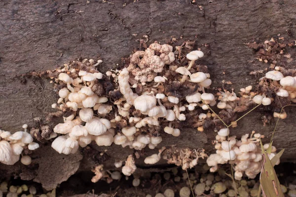 Infrared Image Inedible Wild Mushrooms — Stock Photo, Image