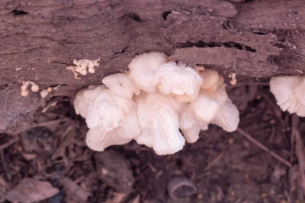 수없는 버섯의 적외선 — 스톡 사진