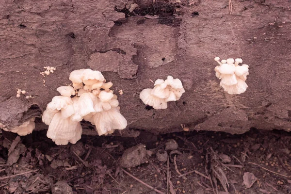 Infrared Image Inedible Wild Mushrooms — Stock Photo, Image