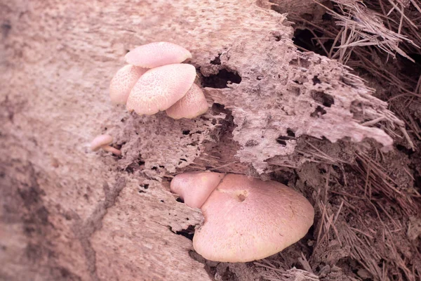Imagem Infravermelha Dos Cogumelos Selvagens Não Comestíveis — Fotografia de Stock