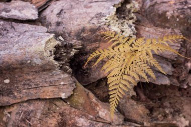 Yabani türlerin kızılötesi görüntüsü eğrelti otu yaprağı etrafında veya palmiye ağacında yetişiyor..