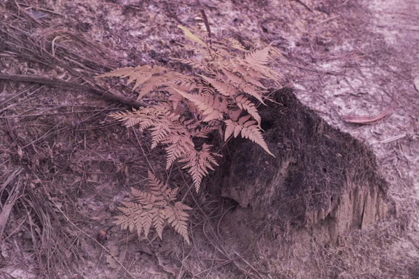 Yabani Türlerin Kızılötesi Görüntüsü Eğrelti Otu Yaprağı Etrafında Veya Palmiye — Stok fotoğraf