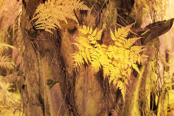 Инфракрасное Изображение Различных Видов Диких Папоротников Растущих Вокруг Масляной Пальме — стоковое фото