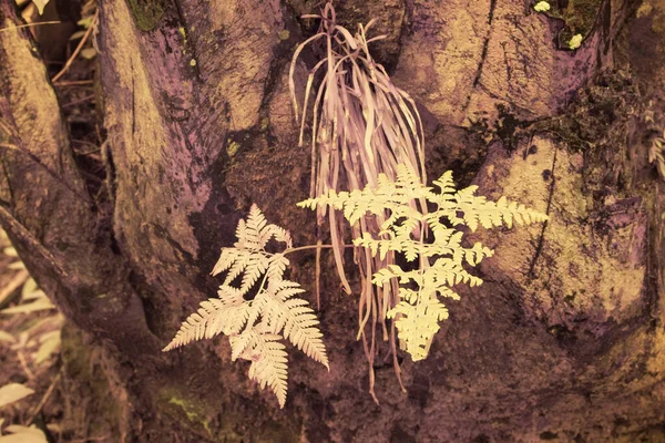 油棕树周围或之上生长的各种野生蕨类叶子的红外图像 — 图库照片