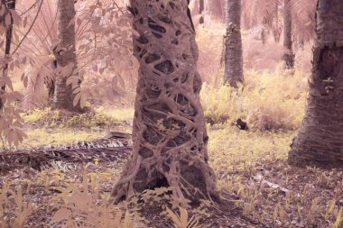 Palmiye gövdesinin etrafında sürünen incir ağacının kızılötesi görüntüsü