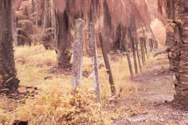 Çiftlikteki sürünen ve tırmanan yabani bitki örtüsünün kızılötesi görüntüsü