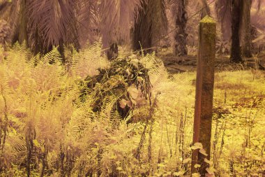 Çiftlikteki sürünen ve tırmanan yabani bitki örtüsünün kızılötesi görüntüsü