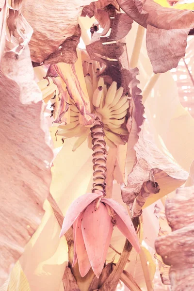 Инфракрасное Изображение Дикого Скопления Банановых Фруктов Висящих Дереве — стоковое фото
