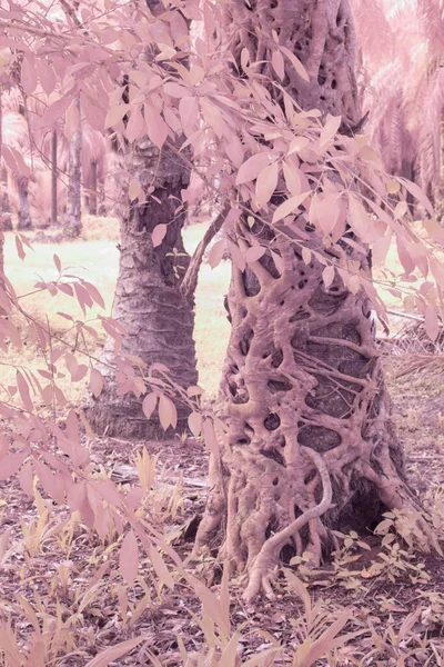 Инфракрасное Изображение Ползучего Корня Фикуса Микрокарпы Вокруг Ствола Пальмы — стоковое фото