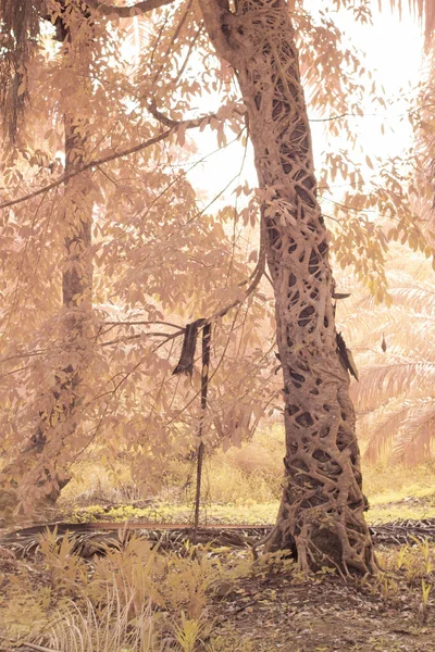 Image Infrarouge Racine Rampante Ficus Microcarpa Autour Tronc Palmier Huile — Photo