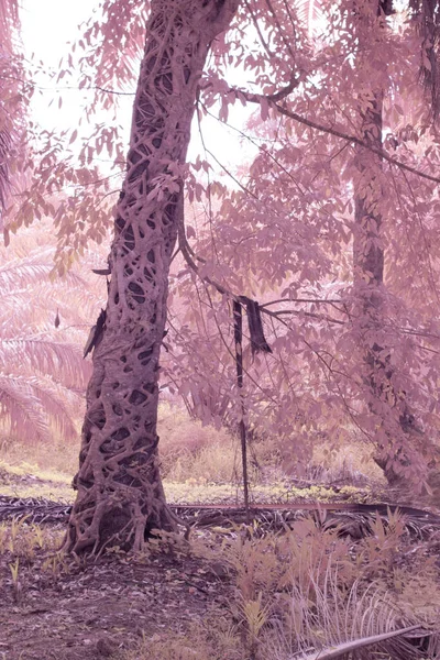 Immagine Infrarossi Della Radice Strisciante Ficus Microcarpa Intorno Tronco Palma — Foto Stock