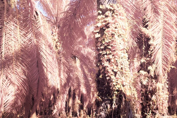 Infrared Image Wild Creeping Climbing Vegetation Plantation — Stock Photo, Image