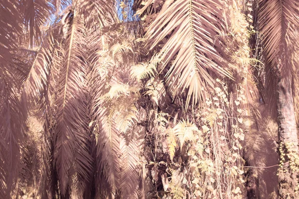 Podczerwień Obrazu Dzikiej Roślinności Pełzającej Wspinaczkowej Plantacji — Zdjęcie stockowe
