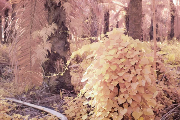 プランテーションでの野生の這うような植物の赤外線画像 — ストック写真