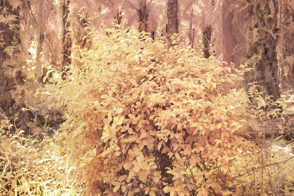 Инфракрасное Изображение Дикой Ползучей Альпинистской Растительности Плантации — стоковое фото