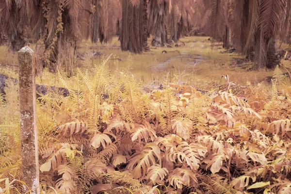 Infračervený Obraz Divoké Plíživé Lezecké Vegetace Plantáži — Stock fotografie