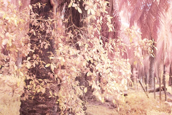Инфракрасное Изображение Дикой Ползучей Альпинистской Растительности Плантации — стоковое фото