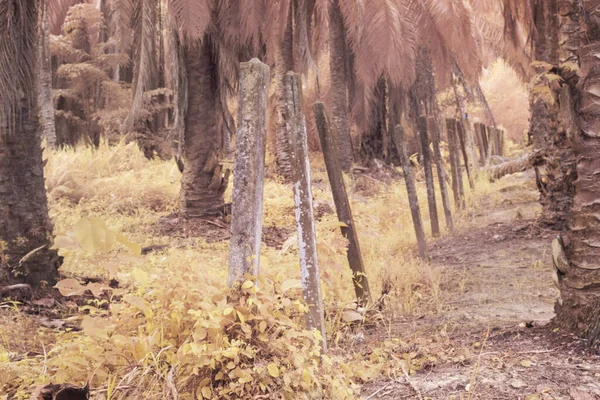 Çiftlikteki sürünen ve tırmanan yabani bitki örtüsünün kızılötesi görüntüsü