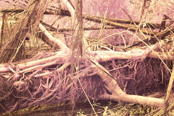 Υπέρυθρη Εικόνα Άγριας Ερπετής Και Αναρριχητικής Βλάστησης Στη Φυτεία — Φωτογραφία Αρχείου