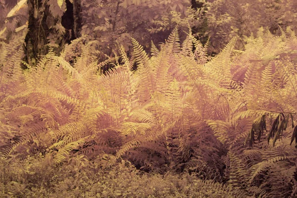 Çiftlikteki Sürünen Tırmanan Yabani Bitki Örtüsünün Kızılötesi Görüntüsü — Stok fotoğraf