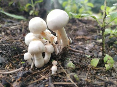 Yenemeyen küçük beyaz mantar topraktan filizleniyor.