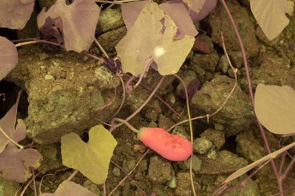 Sürünen Sarmaşık Kabağı Meyve Bitkisinin Kızılötesi Görüntüsü — Stok fotoğraf