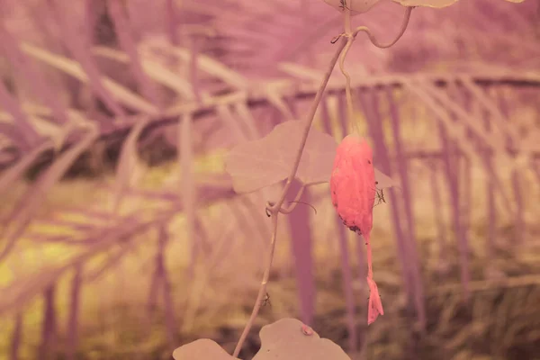 Инфракрасное Изображение Ползучего Растения Плодов Плюща — стоковое фото