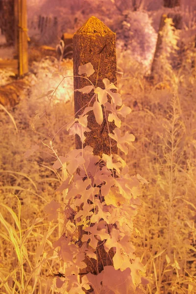 Beton Direğin Etrafından Tırmanan Sarmaşık Kabağı Bitkisinin Kızılötesi Görüntüsü — Stok fotoğraf