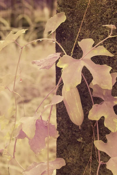 Инфракрасное Изображение Ползучего Растения Плюща Взбирающегося Бетонному Полюсу — стоковое фото