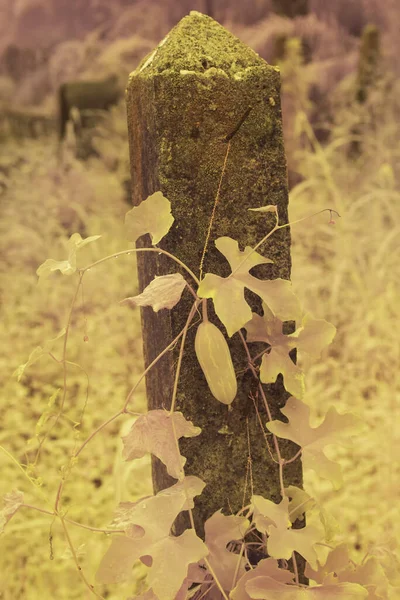 Infrarotbild Der Kriechenden Efeu Kürbispflanze Die Den Betonpfahl Klettert — Stockfoto