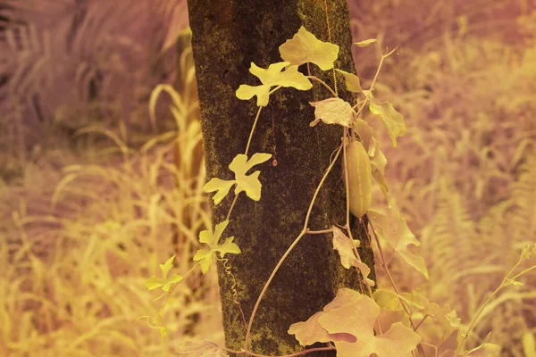 Інфрачервоне Зображення Квітучої Рослини Плюща Вилазить Навколо Бетонного Стовпа — стокове фото