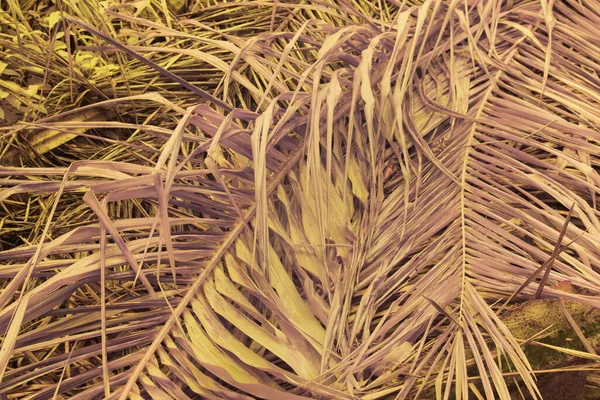 Infračervený Obraz Palmového Listu Větví Sušeného Oleje — Stock fotografie
