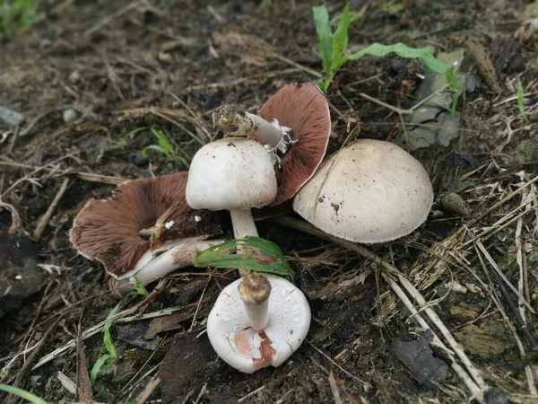 Minúsculo Cogumelo Selvagem Branco Não Comestível Brotando Chão — Fotografia de Stock