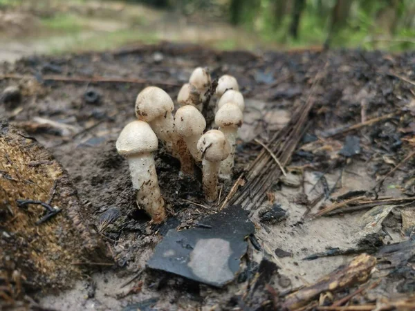 产自地下的微小的白色 不可食用的野蘑菇 — 图库照片