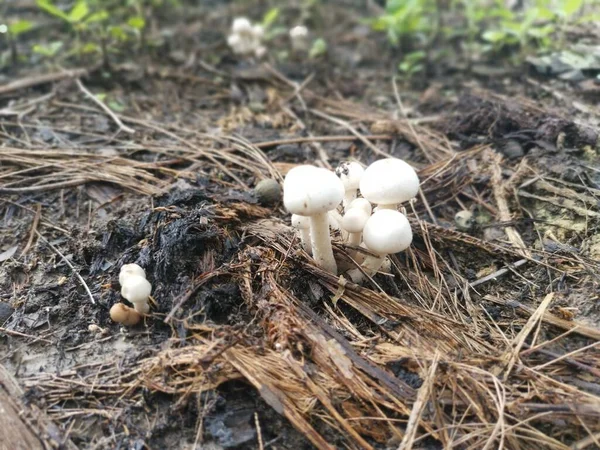 地面から発芽した小さな白い食用の野生キノコ — ストック写真