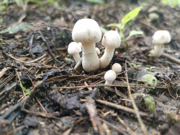 Tiny White Inedible Wild Mushroom Sprouting Ground — Stock Photo, Image