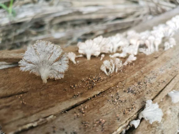 Weiße Fächerförmige Pilze Die Aus Abgestorbenen Stängeln Sprießen — Stockfoto
