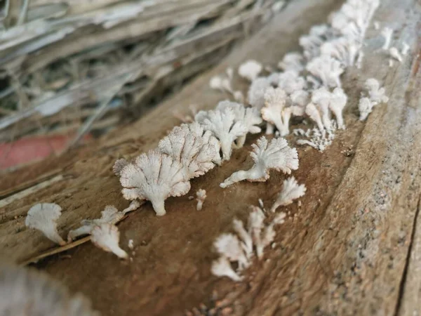 White Inedible Fan Shaped Fungi Sprouting Dead Stem — Stock Photo, Image